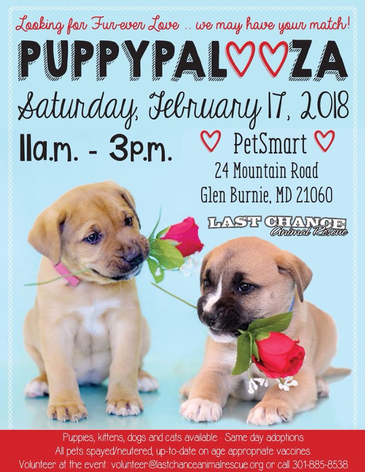 adopt a puppy events near me